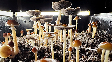 A Guide to Using Magic Mushrooms