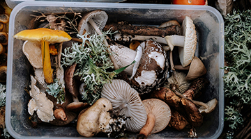 What Are Magic Mushrooms?